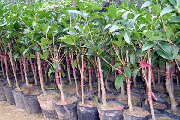 桂花樹什麼時候移栽,建議在春秋季進行移栽