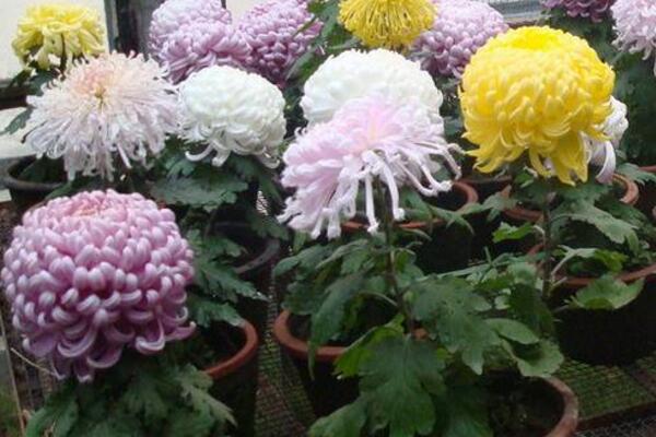 菊花不現蕾不開花怎麼辦,增加光照並補充養分