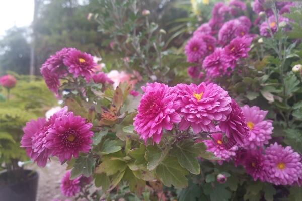 菊花秋天怎麼養,保證光照、養分的充足