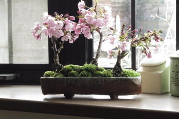 櫻花秋天怎麼養,保持充足的光照以及肥水