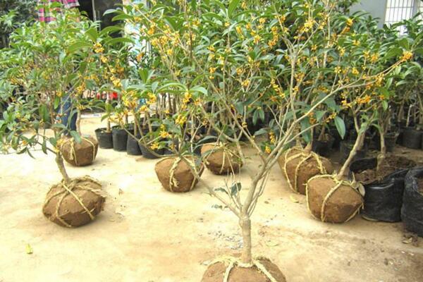 桂花樹苗怎麼移栽,5步即可完成樹苗的移栽