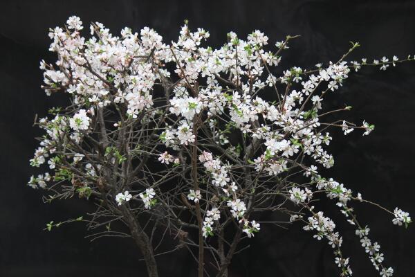 櫻花修剪季節,櫻花的修剪在夏秋季節