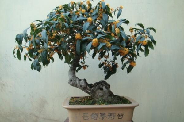 盆栽桂花冬天如何管理,保溫措施是最關鍵的一步