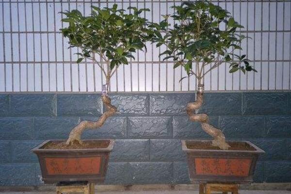 桂花什麼時候換盆最好，建議在每年的2~3月進行