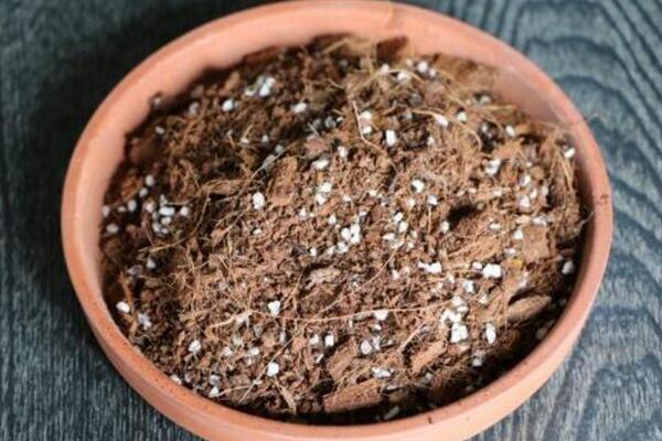 桂花什麼時候換盆最好，建議在每年的2~3月進行