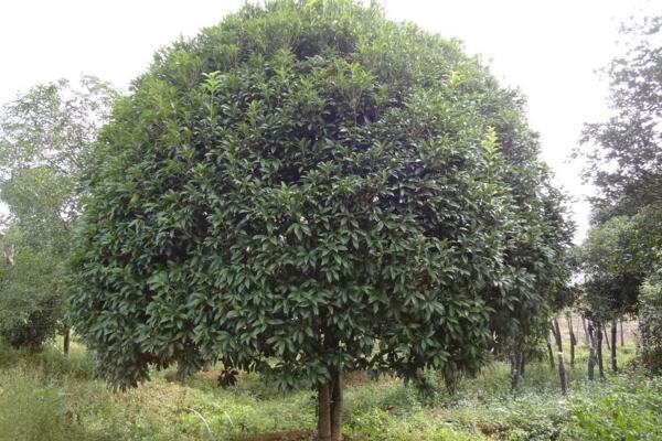 桂花樹的修剪與養護,桂花樹修剪可通過3步進行