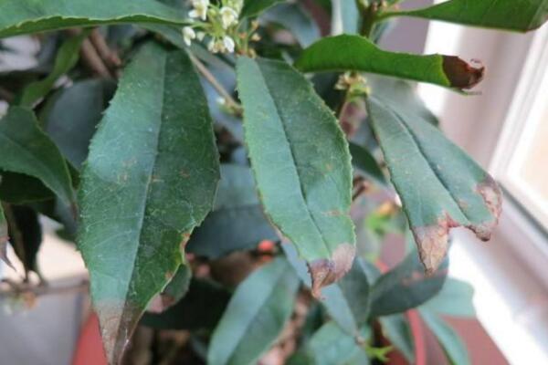 桂花樹的修剪與養護,桂花樹修剪可通過3步進行