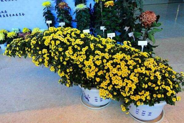 室內適合養菊花嗎，可以養殖但要注意花頭有毒