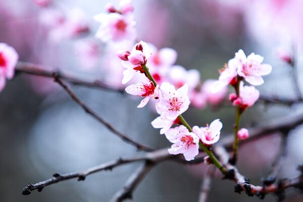 桃花什麼時候開,每年的3~4月綻放