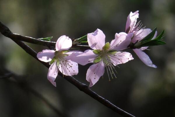 桃花什麼時候開,每年的3~4月綻放