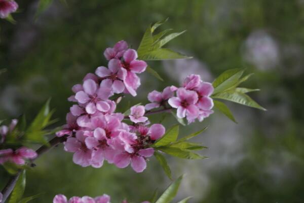 桃花什麼時候開,每年的3~4月綻放