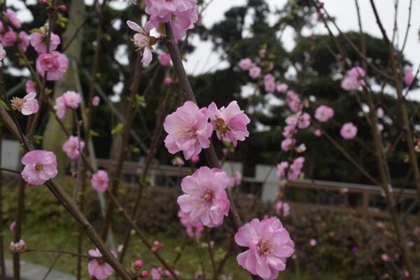 桃花適合家養嗎,放在家中裝飾效果極佳