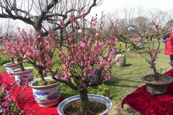 桃花適合家養嗎,放在家中裝飾效果極佳