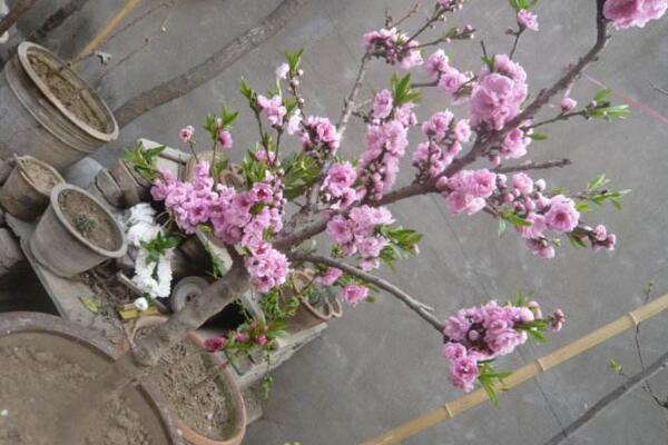 桃花適合家養嗎,放在家中裝飾效果極佳