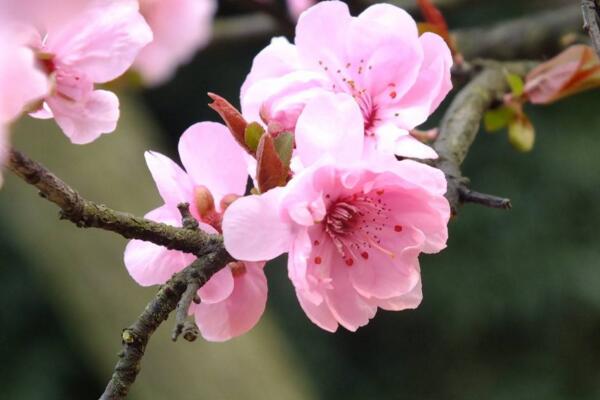 梅花葉子發黃怎麼辦,分析原因並及時解決