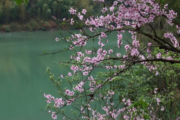 桃花夏季如何修剪,對桃花進行摘心以及疏枝處理