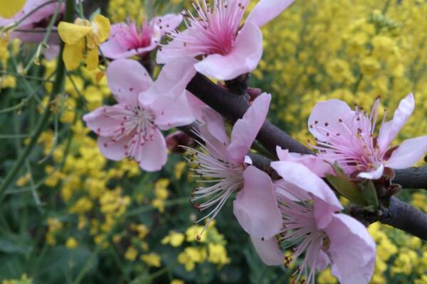 桃花夏季如何修剪,對桃花進行摘心以及疏枝處理