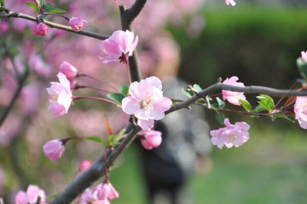 桃花夏季如何修剪,對桃花進行摘心以及疏枝處理