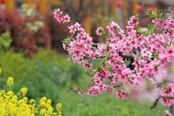 桃花夏季如何修剪,對桃花進行摘心以及疏枝處理