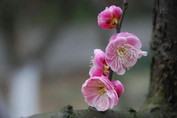 盆栽梅花怎麼澆水,梅花澆水4大要點