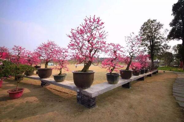 梅花的繁殖方法,扡插、播種、嫁接三種方法進行