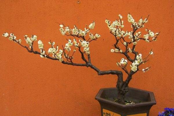 家裏養梅花好嗎,適合放在家中養護