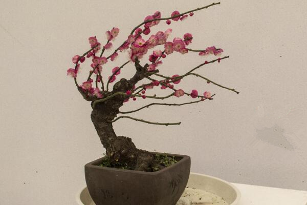 梅花盆景可以放室內嗎，放室內要保持光照條件