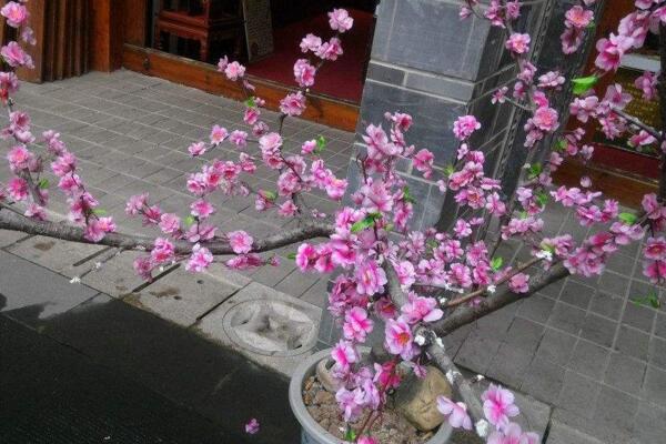 盆栽桃花的養殖方法,保證土壤、環境適宜