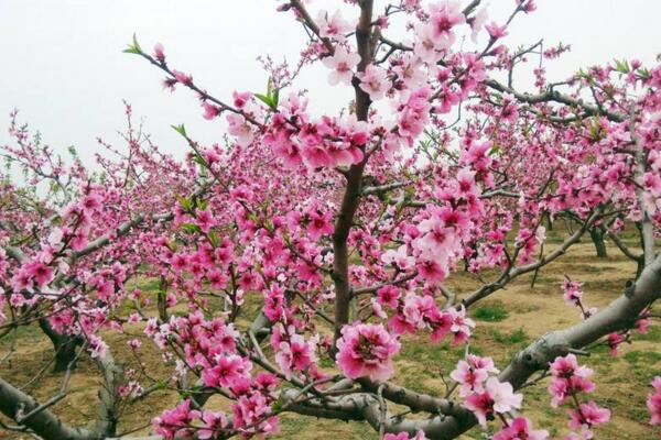 盆栽桃花的養殖方法,保證土壤、環境適宜