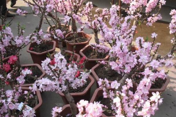盆栽桃花的養殖方法,保證土壤、環境適宜