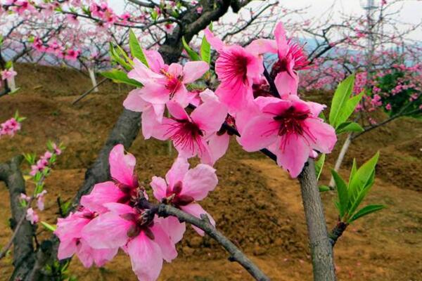 盆栽桃花的養殖方法,保證土壤、環境適宜
