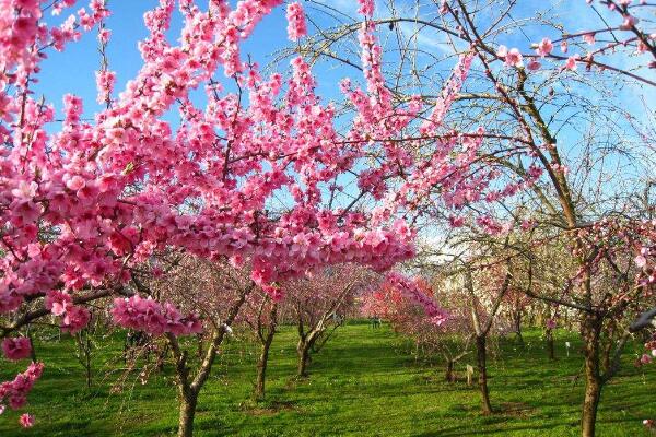 盆栽桃花的養殖方法,保證土壤、環境適宜
