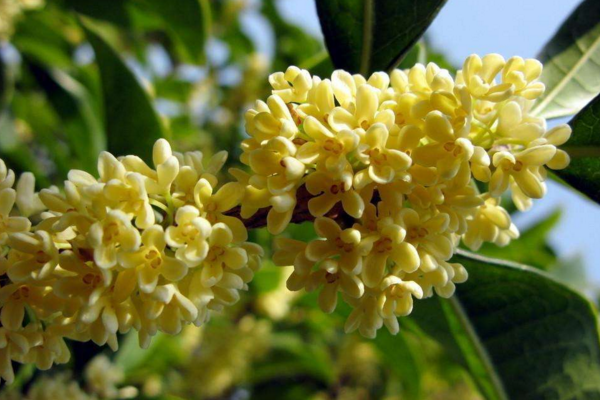 桂花施什麼肥料