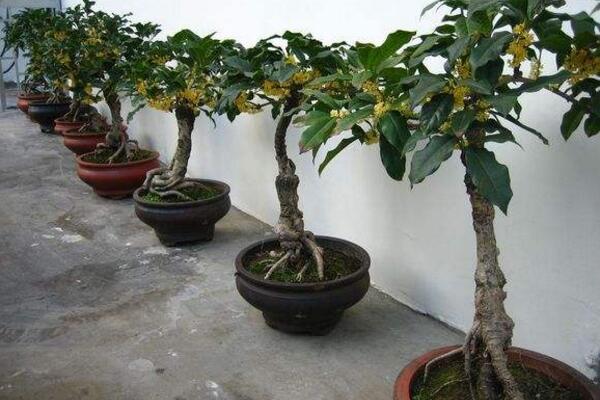 冬季桂花栽培技術,控製溫度是關鍵