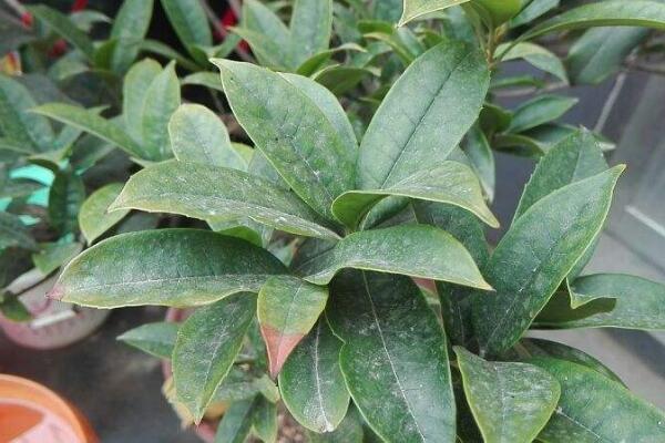 桂花掉葉子是怎麼回事，4種原因導致桂花葉片掉落