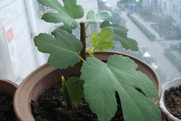 菊花的扡插時間及方法,每年4~5月扡插成活率最高