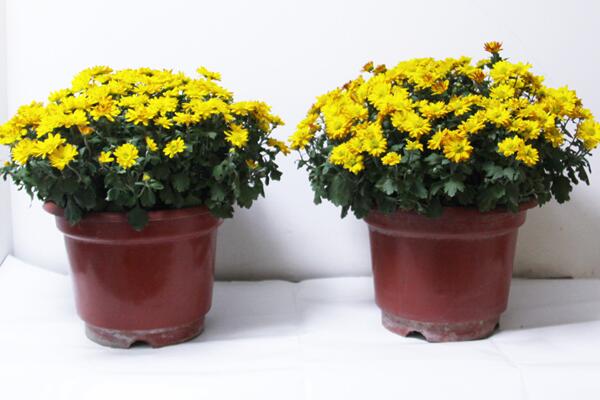 菊花葉子發黃怎麼辦,分析原因並及時處理