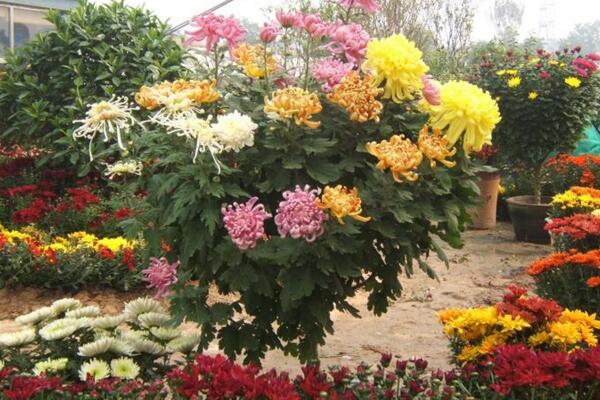 菊花葉子發黃怎麼辦,分析原因並及時處理