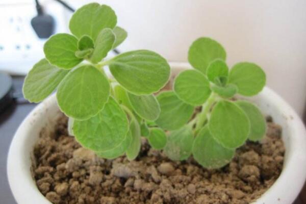 植物碰碰香的養殖方法,光照充足是碰碰香生長的關鍵