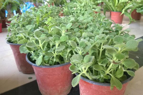 植物碰碰香的養殖方法,光照充足是碰碰香生長的關鍵