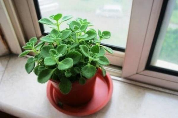 植物碰碰香的養殖方法,光照充足是碰碰香生長的關鍵