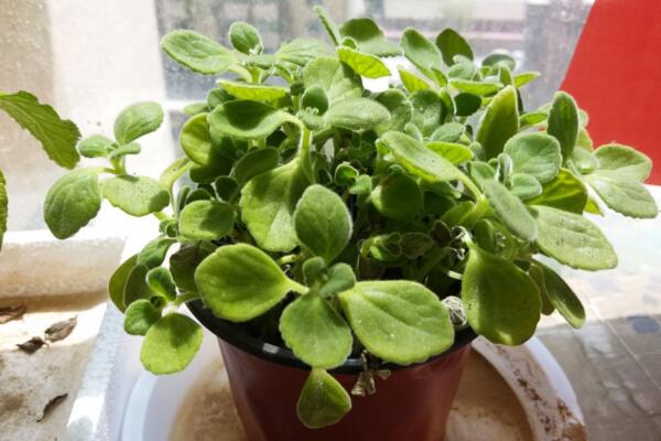植物碰碰香的養殖方法,光照充足是碰碰香生長的關鍵