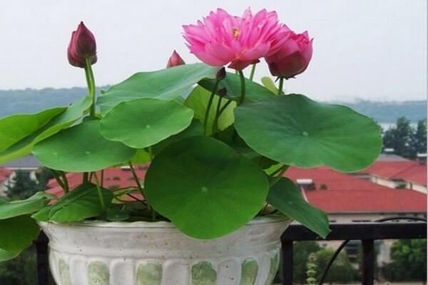 荷花花期怎麼養護,保證光照以及養分充足