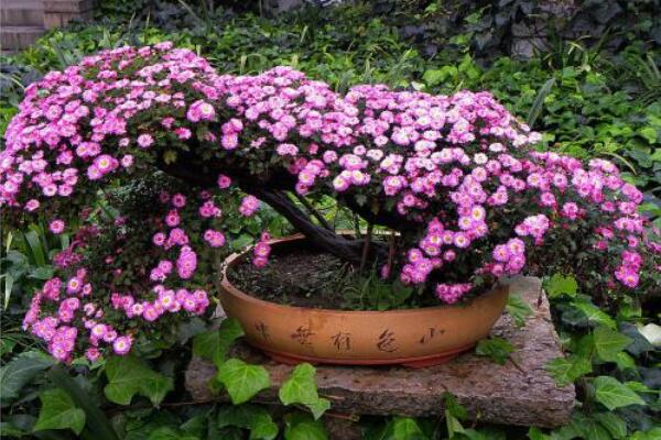 菊花花苗怎麼上盆,春秋季節上盆成活率最高