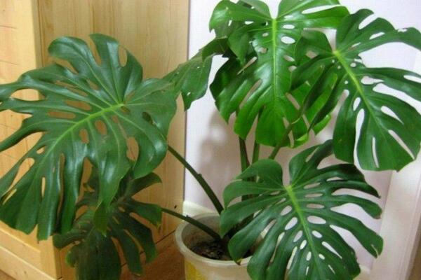 龜背竹怎麼養護，龜背竹日常養護5大技巧