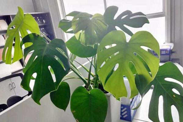 龜背竹怎麼養護，龜背竹日常養護5大技巧