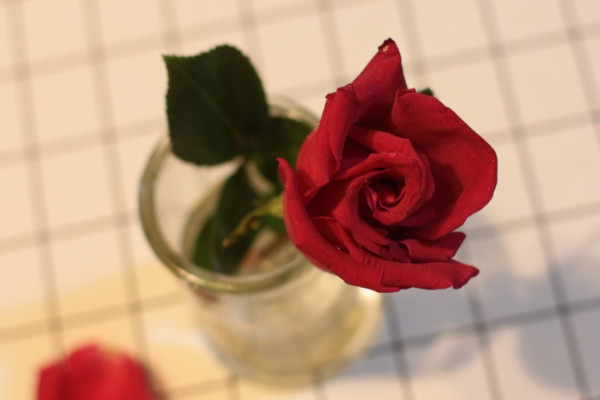 玫瑰花怎麼處理不浪費,水培保存或製成幹花