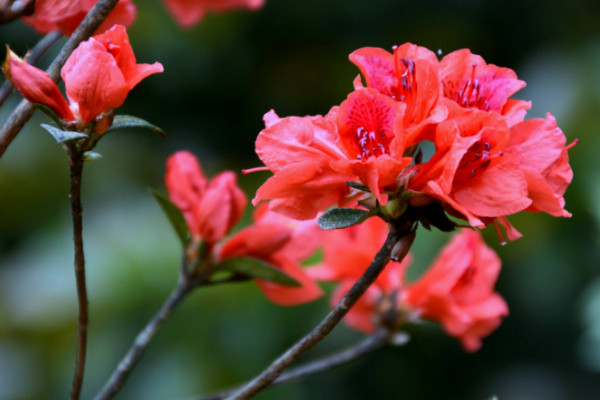 杜鵑花開花後怎麼修剪，剪掉殘花和爛枝
