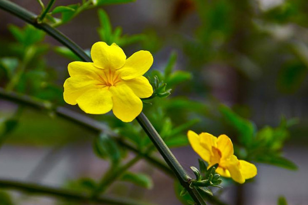 迎春花根怎樣變粗,挑選半木質化枝條扡插栽植