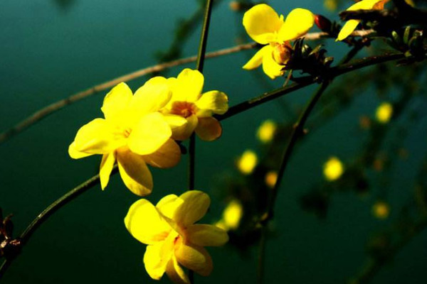 迎春花根怎樣變粗,挑選半木質化枝條扡插栽植